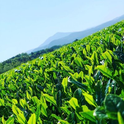 画像1: 極上新茶　さえみどり１００ｇ