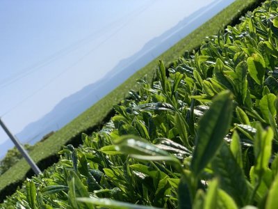 画像2: 特上新茶１００ｇ